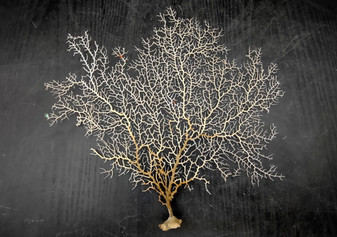 White Sea Fan Coral (1 fan approx. 10-11+ inches) Copyright 2025 SeaShellSupply.com.