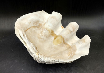 Giant clam shell individual specimen. Copyright 2024 SeashellSupply.com