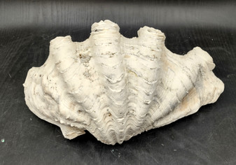 Giant clam shell individual specimen. Copyright 2024 SeashellSupply.com