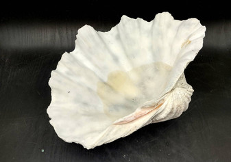 Giant Clam Shell Half (1 half shell approx. 13L x 4H x 9D inches) Copyright 2024 SeashellSupply.com