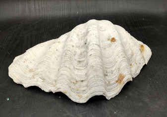 Giant clam shell individual specimen. Copyright 2024 SeashellSupply.com