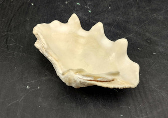 Image of Ruffle Clam Seashell Half Tridacna Squamosa (1 shell approx. 4+ inches) Copyright 2024 SeashellSupply.com