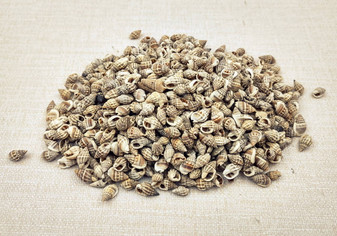 Image of Nassa Persian Mud Snail Seashells Nassarius Persicus (approx. one cup 750+ shells 0.25+ inches) Copyright 2024 SeashellSupply.com