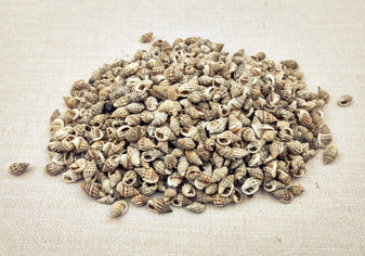 Image of Nassa Persian Mud Snail Seashells Nassarius Persicus (approx. one cup 750+ shells 0.25+ inches) Copyright 2024 SeashellSupply.com