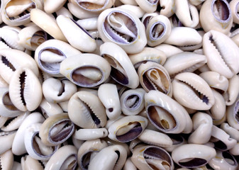Cut Top Purple Top Cowrie (Approx. half cup 55+ shells 0.5+ inches) Sliced shells for crafting & display! Tan and purple small shells, perfect for jewelry making. Copyright 2025 SeaShellSupply.com