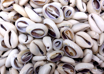 Cut Top Purple Top Cowrie (Approx. half cup 55+ shells 0.5+ inches) Sliced shells for crafting & display! Tan and purple small shells, perfect for jewelry making. Copyright 2025 SeaShellSupply.com