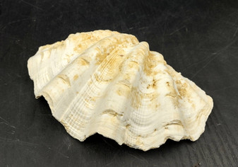 Image of Ruffle Clam Seashell Half Tridacna Squamosa (1 shell approx. 5+ inches) Great clam shell for decor and display! Copyright 2024 SeashellSupply.com