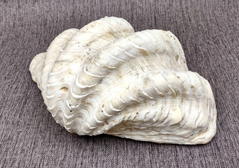Ruffle Clam Seashell Half Tridacna Squamosa (1 shell approx. 10+ inches) Copyright 2024 SeashellSupply.com