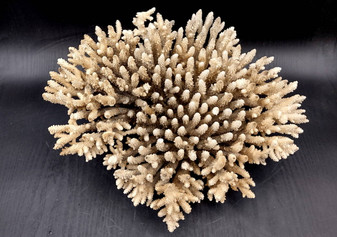 Image of Off White Natural Table Coral Large Cluster Acropora Latistella (1 coral approx. 13L x 6H x 11D inches) Copyright 2024 SeashellSupply.com