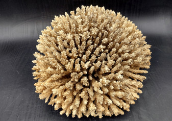 Image of Off White Natural Table Coral Large Cluster Acropora Latistella (1 coral approx. 12L x 6H x 11D inches) Copyright 2024 SeashellSupply.com
