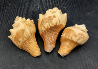 Carved Conch Seashell Decorative Set Lion Tiger Bear (3 shells approx. 3+ inches) Conch shells for coastal crafting display & collecting! Brown and tan spiral shells. Copy right 2024 SeaShellSupply.com
