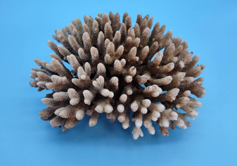 Off White Natural Table Coral Cluster Acropora Latistella (1 coral approx. 7-8+ inches) For home decor display & collecting! Natural colored spiked flayed open textured coral. Copy right 2025 SeaShellSupply.com