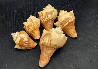Carved Conch Seashell Decorative Set Elephant Antelope Hippo Cheetah Giraffe (5 shells approx. 3+ inches) Great for display & gifting! Brown and tan spiral shells. Copy right 2024 SeaShellSupply.com\n