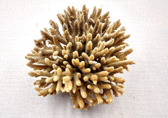 Off White Natural Table Coral Cluster Acropora Latistella (1 coral approx. 5-6+ inches) For home decor display & collecting! Natural colored spiked flayed open textured coral. Copy right 2024 SeaShellSupply.com
