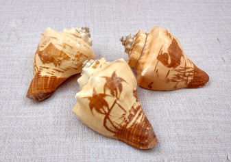 Carved Conch Seashell Decorative Set (3 shells approx. 3+ inches) Two fish and a sunset. Conch shell great for coastal crafting display & collecting! Tan shaded spiral shell. Copy right 2024 SeaShellSupply.com