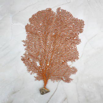 Red Orange Sea Fan Coral Tall Echinogorgia SP (1 sea fan approx. 12-13+ inches) Tall Large Red Sea Fan Coral for coastal home arts & crafts!