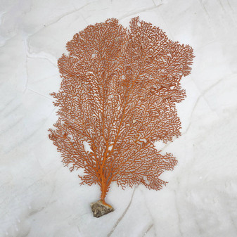 Red Orange Sea Fan Coral Tall Echinogorgia SP (1 sea fan approx. 12-13+ inches) Tall Large Red Sea Fan Coral for coastal home arts & crafts!
