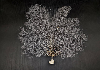 White Sea Fan Coral (1 fan approx. 12-13+ inches) Adorable sea fan for any coastal projects or as a collection addition! Copyright 2024 SeaShellSupply.com