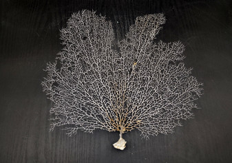 White Sea Fan Coral (1 fan approx. 12-13+ inches) Adorable sea fan for any coastal projects or as a collection addition!