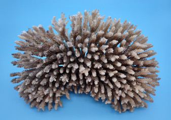 Off White Natural Table Coral Cluster Acropora Latistella (1 coral approx. 9-10+ inches) Textured beige and tan natural coral that has been adjusted with flat base for display purposes.  Copyright 2024 SeaShellMartSupply.com