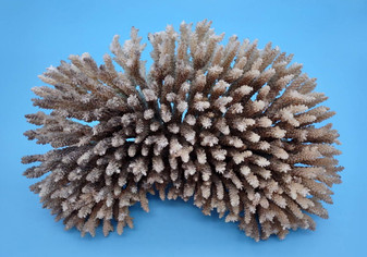 Off White Natural Table Coral Cluster Acropora Latistella (1 coral approx. 9-10+ inches) Textured beige and tan natural coral that has been adjusted with flat base for display purposes.  Copyright 2024 SeaShellMartSupply.com
