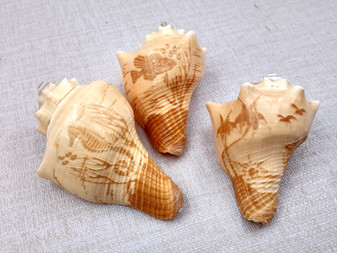 Carved Conch Seashell Decorative Set Sea Horse Fish Sunset (3 shells approx. 3+ inches) Carved Conch shells for coastal crafting & gifting!