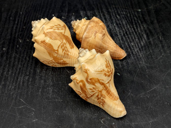 Image of Carved Conch Seashell Decorative Set Of Eagle Love Birds and Peacock (approx. 3+ in shell) Conch shell great for coastal crafting & gifting! Copyright 2024 SeashellSupply.com