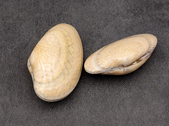 Cappuccino Carpet Clam Seashell Polititapes Rhomboides (2 shells approx. 2+ inch) Clam great for display collecting and coastal crafting! Copyright 2025 SeaShellSupply.com