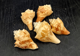 Carved Conch Shell Decorative Fish Octopus Peacock Sunset Lovebirds (5 shells approx. 3+ inches) Conch Shells for crafts & display!