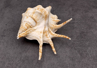 Spider Conch Seashell Lambis Lambis (1 shell approx. 5+ inches) B GRADE Spider Conch Shell for coastal display & collection!