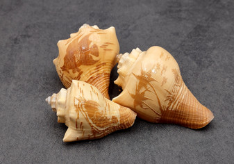 Carved Conch Seashell Decorative Set Lobster Sunset Fish (3 shells approx. 3+ inches) Great for crafting, decor, and collecting! Copyright 2025 SeaShellSupply.com