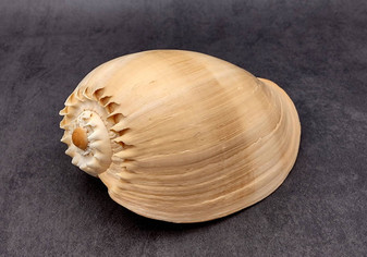 Large Crowned Baler Seashell Tan Voluta Diadema (1 shell approx. 7+ inches) Big Tan Crowned Volute Baler for coastal home décor & display!