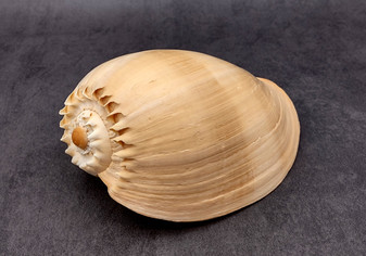 Large Crowned Baler Seashell Tan Voluta Diadema (1 shell approx. 7+ inches) Big Tan Crowned Volute Baler for coastal home décor & display!
