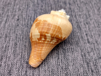 Carved Conch Seashell Lions (1 shell approx. 3+ inches) Carved African Lions Conch Shells for crafting gifting display & collecting!