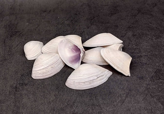 Polished Purple Common Pipi Clam Seashells Donax Deltoides (approx. 10 shells 2+ inches) Natural Sea Shells for Crafts and Art Projects! Copyright 2024 SeaShellSupply.com
