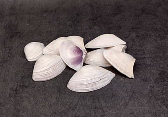 Polished Purple Common Pipi Clam Seashells Donax Deltoides (approx. 10 shells 2+ inches) Natural Sea Shells for Crafts and Art Projects! Copyright 2024 SeaShellSupply.com