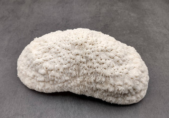 White Bowl Coral Cluster Halomitra Pileus (1 coral approx. 8-9+ inches) Great delicate coral to add to any fun display or coastal crafts! Copyright 2025 SeaShellSupply.com.
