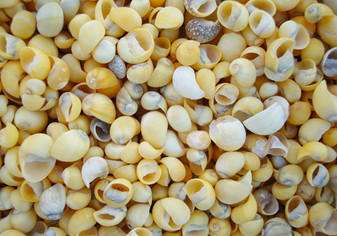 Littorina (Yellow) Seashells (approx. 480-500 shells). Multiple Yellow tinted spiral shells in a pile. Copyright 2022 SeaShellSupply.com.