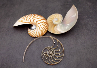 Natural Nautilus Seashell Center Sliced Set Nautilus Pompilius (1 set approx. 4+ inches) Sliced Nautilus shell set for art display & decor!