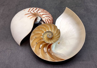 Natural Nautilus Seashell Half Cut Pair Nautilus Pompilius (1 shell pair approx. 6+ inches) Great shells for coastal decor & collections!