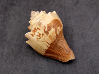 Carved Conch Seashell Elephant (1 shell approx. 3+ inches) Carved Elephant Conch Shells for nautical crafting gifting display & collecting!