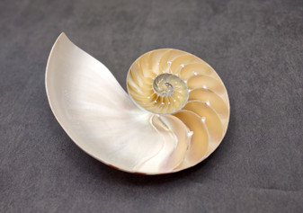 Polished Natural Nautilus Seashell Left Cut Single Half Nautilus Pompilius (1 HALF shell approx. 6+ inches) Shells for decor & collections!