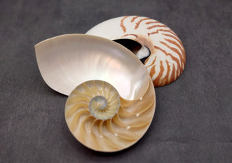 Natural Nautilus Seashell Half Cut Pair Nautilus Pompilius (1 shell pair approx. 5+ inches) Nautilus Shells for decor display & collecting!