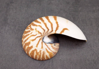 Natural Nautilus Seashell Right Cut Single Half Nautilus Pompilius (1 HALF shell approx. 5+ inches) Shells for crafts and collections!