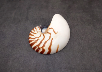 Natural Nautilus Seashell Left Cut Single Half Nautilus Pompilius (1 HALF shell approx. 7+ inches) Shells for coastal decor & collections!