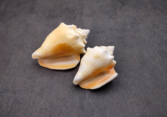 Yellow Fighting Conch Seashell Strombus Alatus (2 shells approx. 2+ inches) Conch shell great for coastal crafting display & collections.