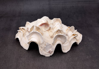 Giant Ruffled Clam Shell Half (1 half shell approx. 10.5L x 4.5H x 6D inches) Great rare clam shell for decor & display! Natural colored and weathered clam shell. Copyright 2024 SeaShellMartSupply.com