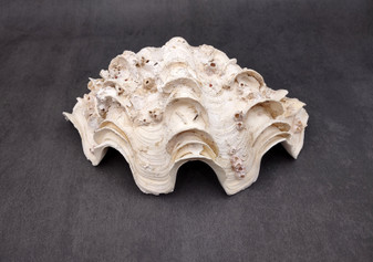 Giant Ruffled Clam Shell Half (1 half shell approx. 10.25L x 3.25H x 6.5D inches) Great rare clam shell for decor & display! Natural colored and weathered clam shell. Copyright 2024 SeaShellSupply.com