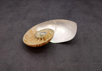 Polished Natural Seashell Left Single Half Nautilus Pompilius (1 shell half approx. 5+ inches) Great for crafting and collections!