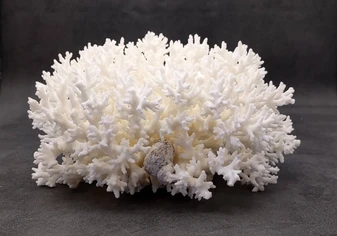 White Lace Coral Large Cluster Pocillopora Damicornis (1 coral approx. 6.75-7.75+ inches) White Lace Coral for beach home décor & display